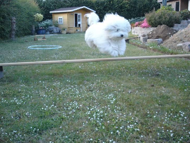 Coton de tulear Anton - Her hopper Antton ca. 20-30 cm men nu hopper han høj huse! billede 2