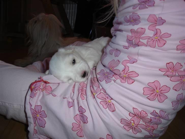 Coton de tulear Anton - ohh lile anton sover kun en uge gammel :) billede 3