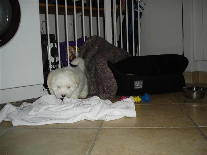 Coton de tulear Anton - Altså la´ mig liiige sove lidt ! billede 4