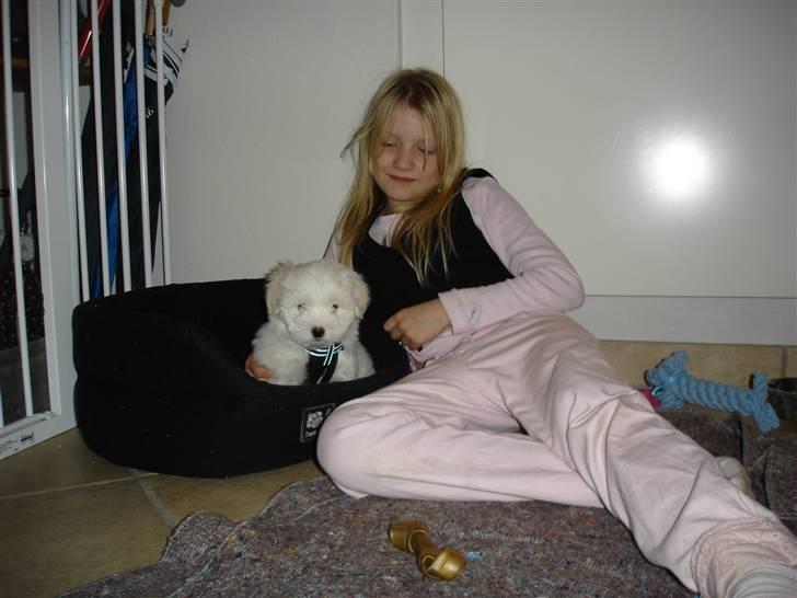 Coton de tulear Anton - her ligger jeg med mooar! billede 5