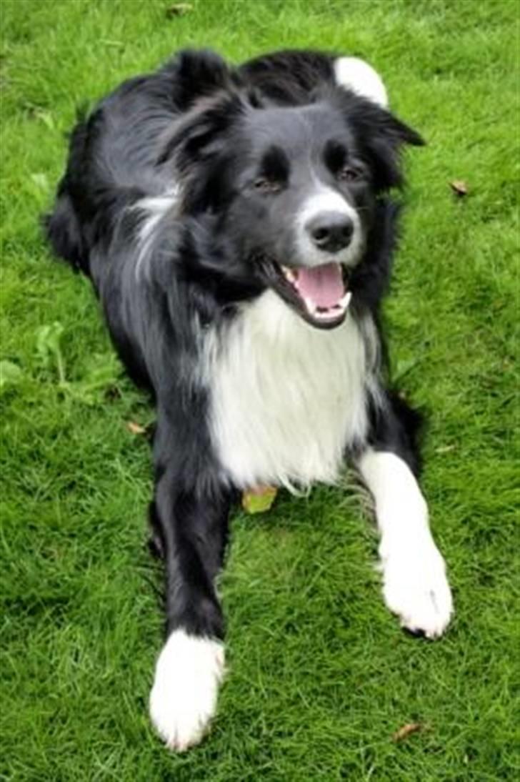 Border collie Kojima's Epic McGee - McGee juli 2008 billede 12