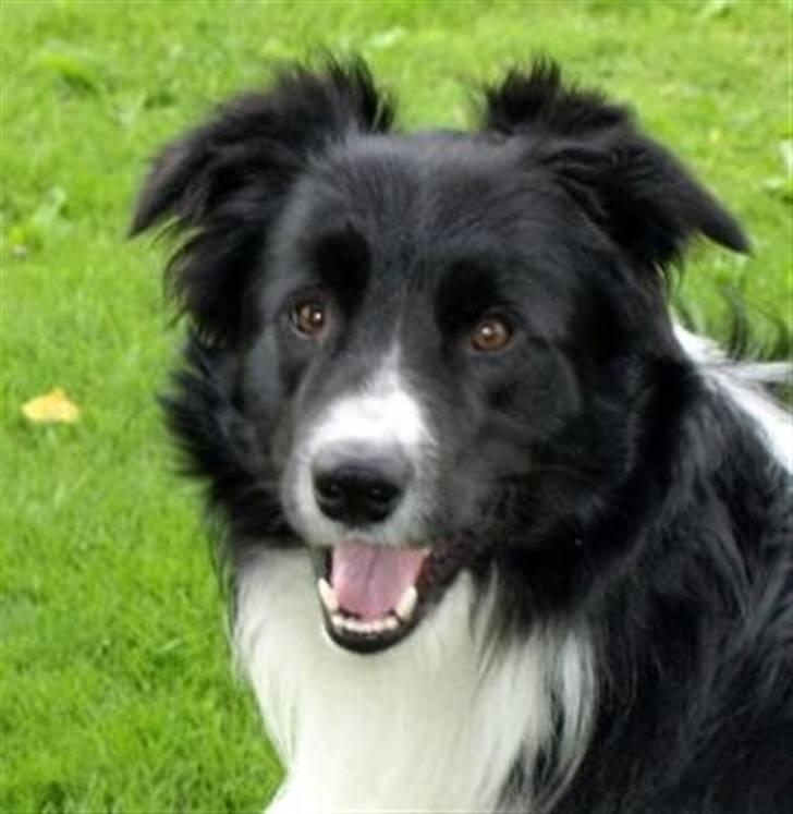 Border collie Kojima's Epic McGee - McGee juli 2008 billede 13