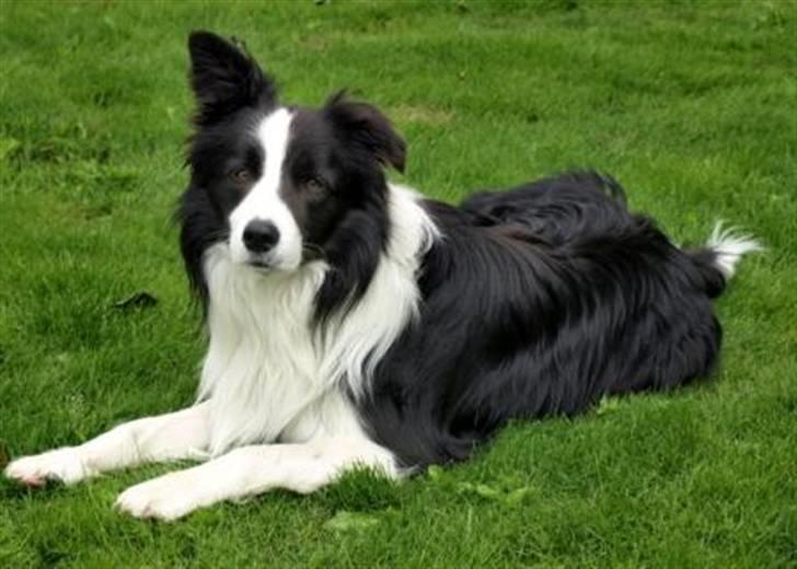 Border collie Kojima's Cool CaMiki - Miki- Juli 2008 billede 10