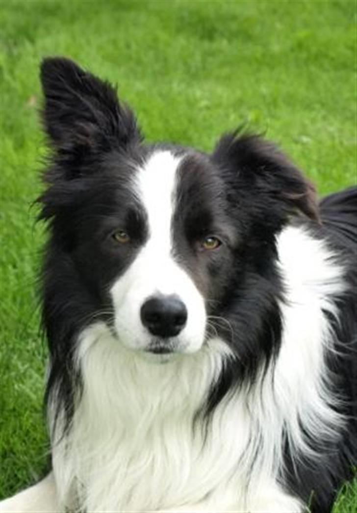 Border collie Kojima's Cool CaMiki - Miki- Juli 2008 billede 11