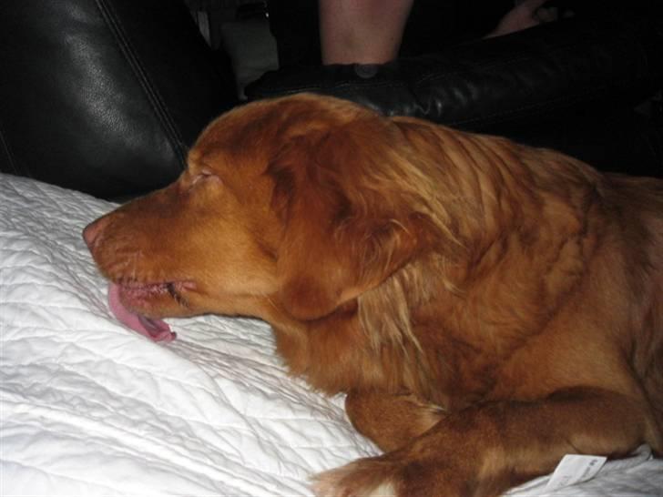 Nova scotia duck tolling retriever Bailey billede 11