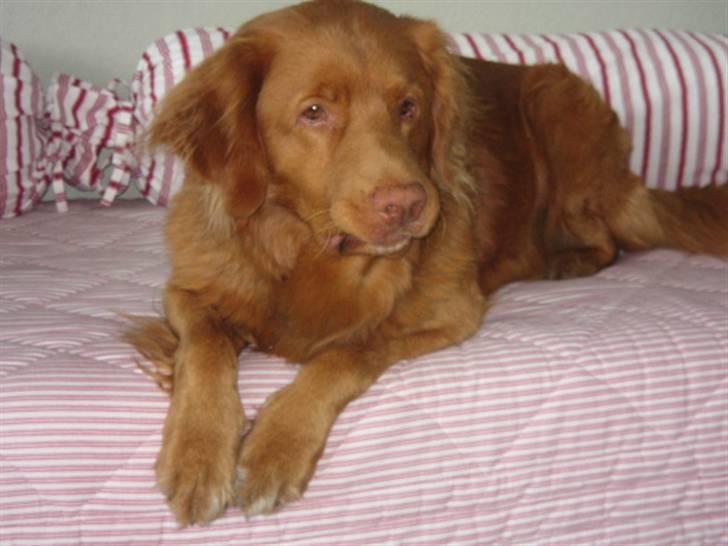 Nova scotia duck tolling retriever Bailey billede 12