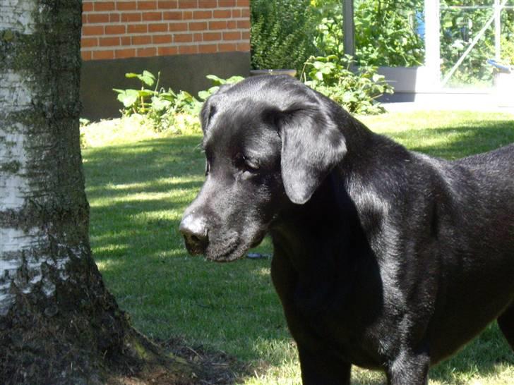 Labrador retriever Bundy billede 8