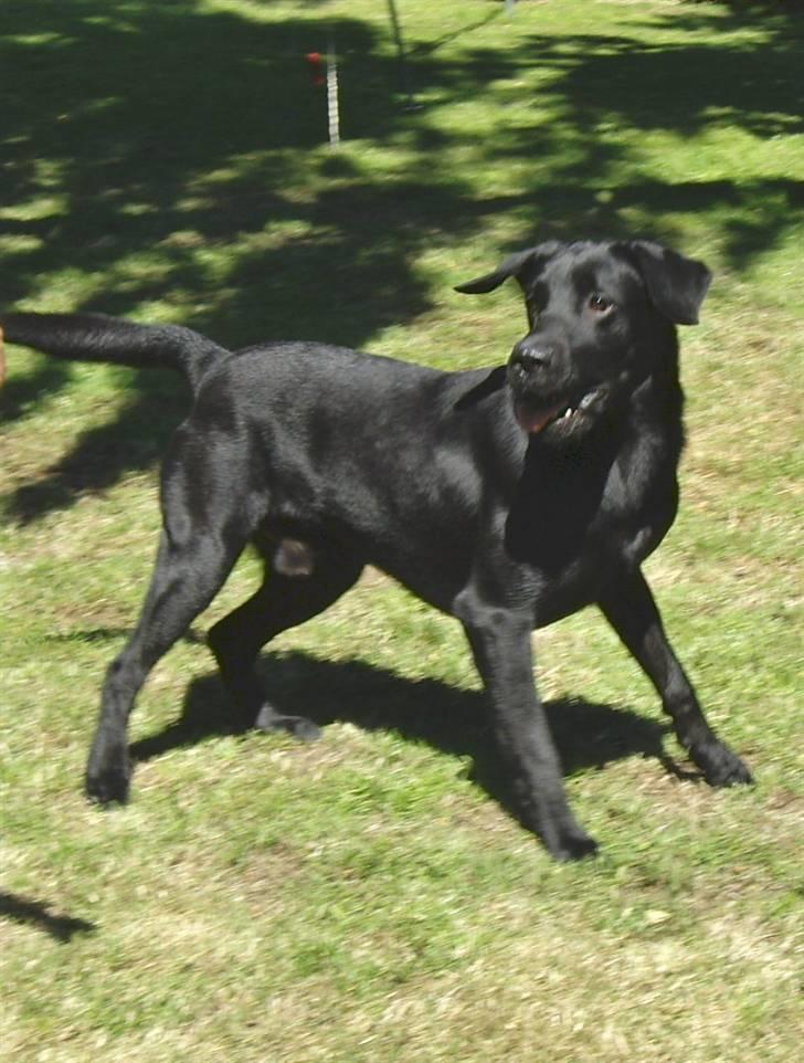 Labrador retriever Bundy billede 9