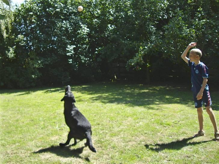 Labrador retriever Bundy billede 11