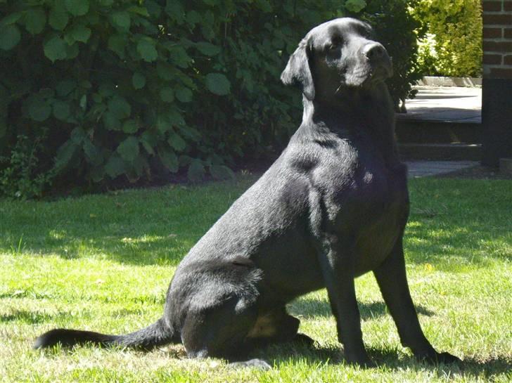 Labrador retriever Bundy billede 12