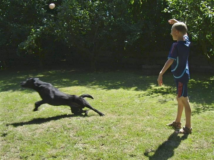 Labrador retriever Bundy billede 13