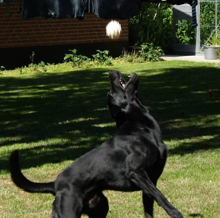 Labrador retriever Bundy billede 14