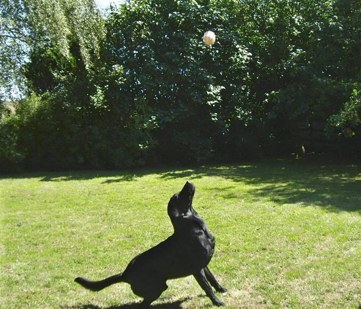 Labrador retriever Bundy billede 15