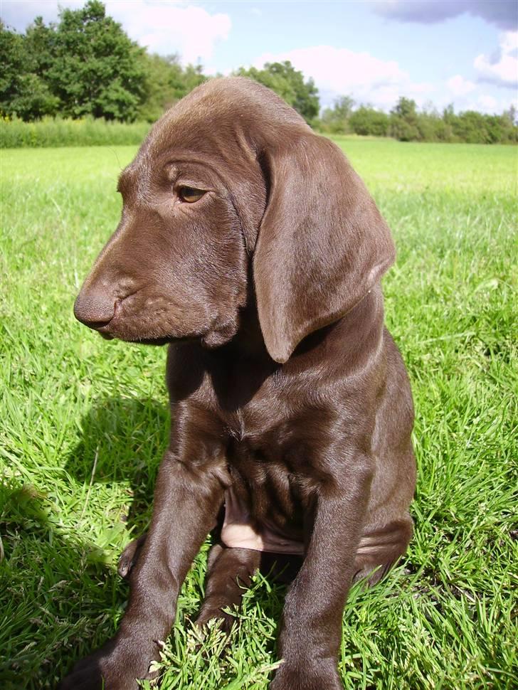 Korthåret hønsehund Søborggård`s Tec billede 6