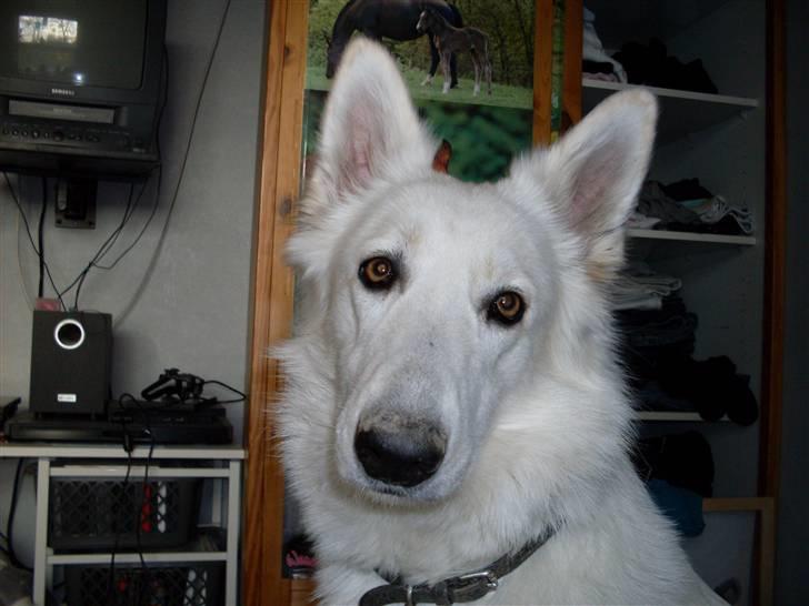 Hvid schæfer Lady billede 17