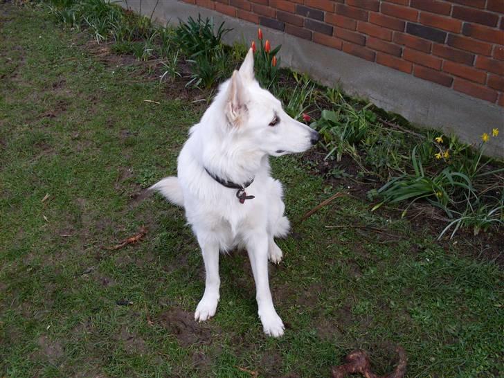 Hvid schæfer Lady billede 18