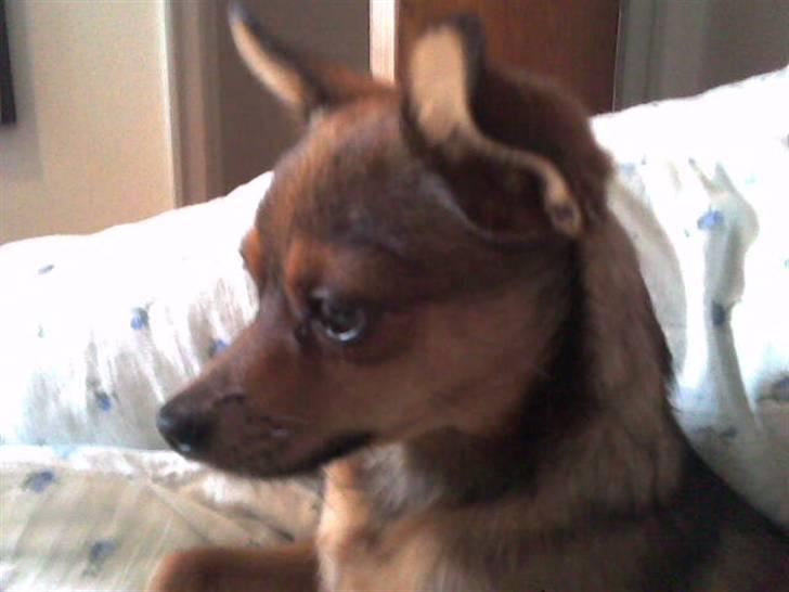 Blanding af racer Rex billede 11