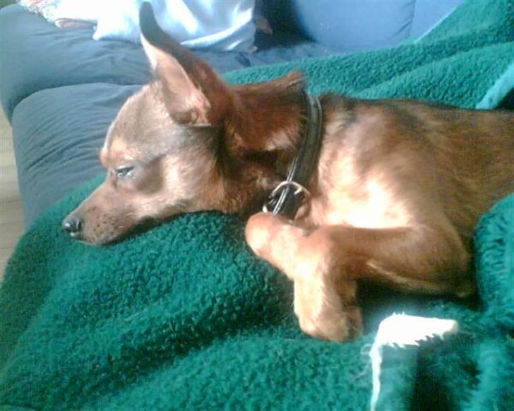 Blanding af racer Rex billede 12