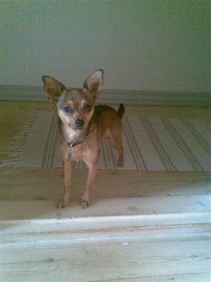 Blanding af racer Rex billede 13