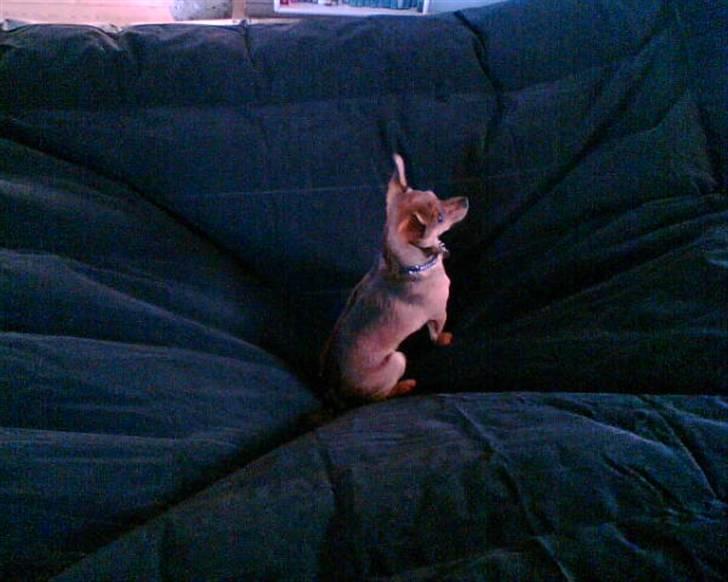 Blanding af racer Rex billede 14