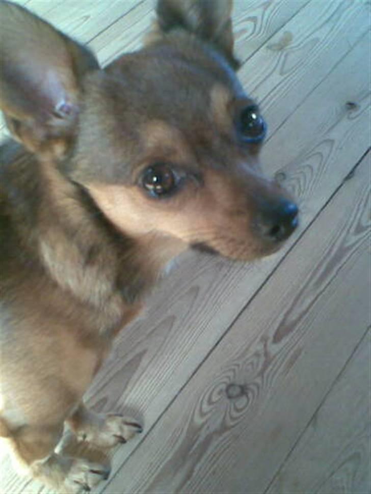 Blanding af racer Rex billede 15