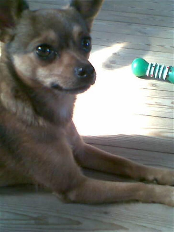 Blanding af racer Rex billede 16