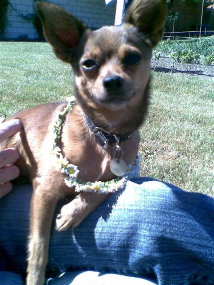 Blanding af racer Rex billede 17