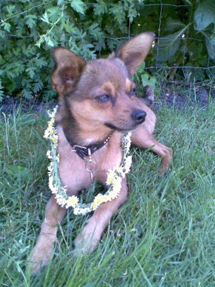 Blanding af racer Rex billede 18