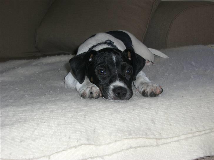 Dansk svensk gaardhund Kalo (Jinan´s Krumme) - Jeg ta´r mig lige en slapper billede 12