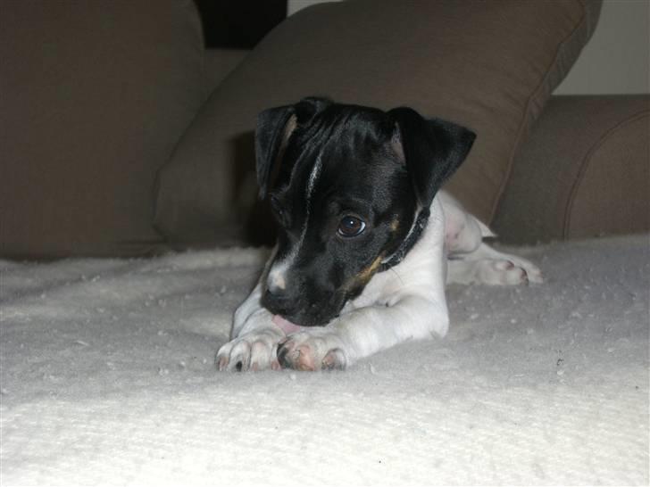 Dansk svensk gaardhund Kalo (Jinan´s Krumme) - Hygge billede 13