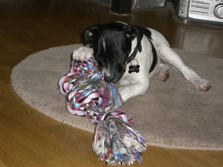 Dansk svensk gaardhund Kalo (Jinan´s Krumme) - Nøj, et stort reb billede 14