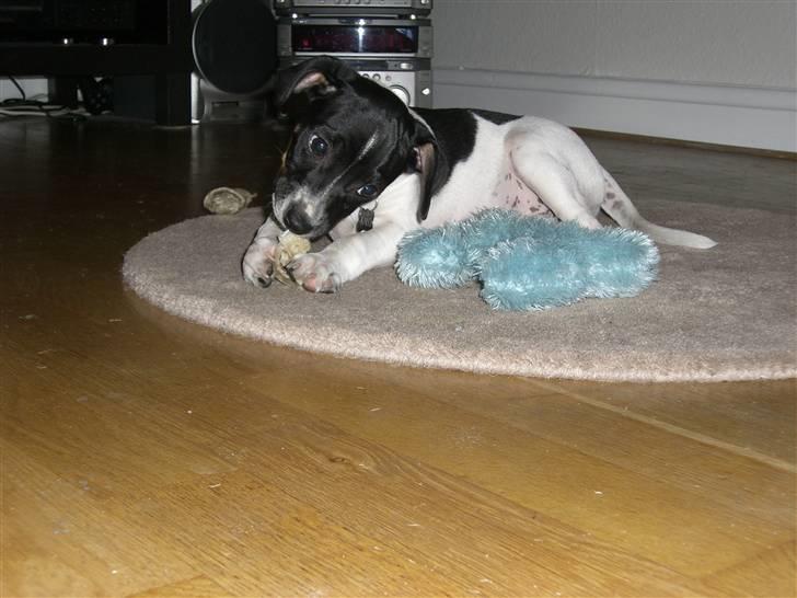 Dansk svensk gaardhund Kalo (Jinan´s Krumme) - Mig, mit kødben og mit yndlingslegetøj billede 15