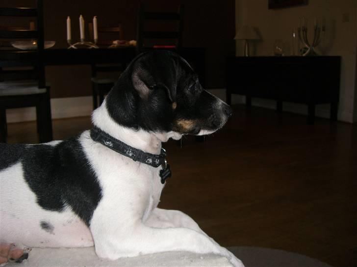 Dansk svensk gaardhund Kalo (Jinan´s Krumme) - Spændende TV udsendelse billede 16