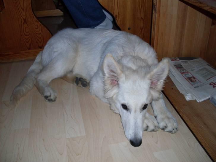 Hvid schæfer Silver billede 14