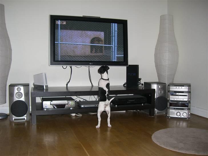 Dansk svensk gaardhund Kalo (Jinan´s Krumme) - Jeg er bare vild med løver!!! billede 17