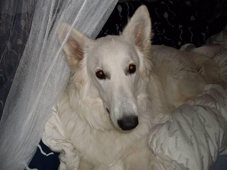 Hvid schæfer Silver billede 15