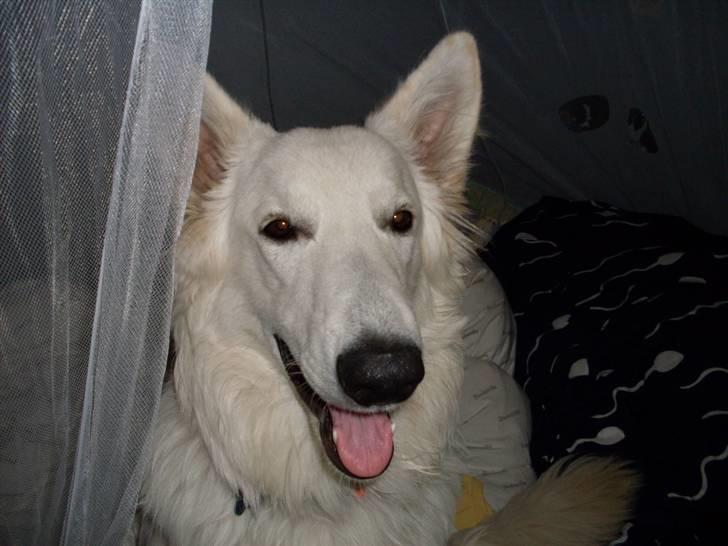 Hvid schæfer Silver billede 16