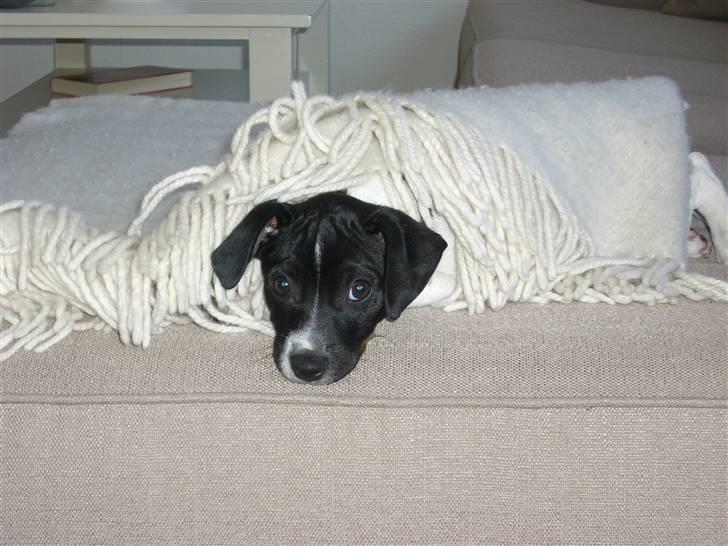 Dansk svensk gaardhund Kalo (Jinan´s Krumme) - Jeg gemmer mig lige... billede 18