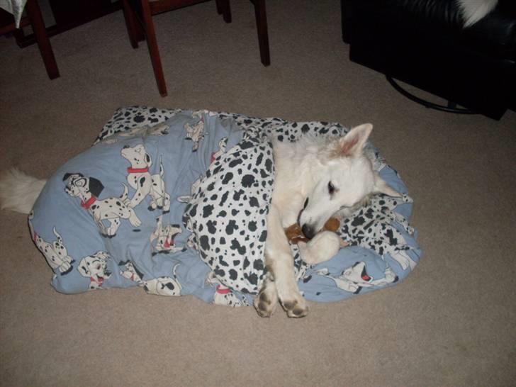 Hvid schæfer Silver billede 17