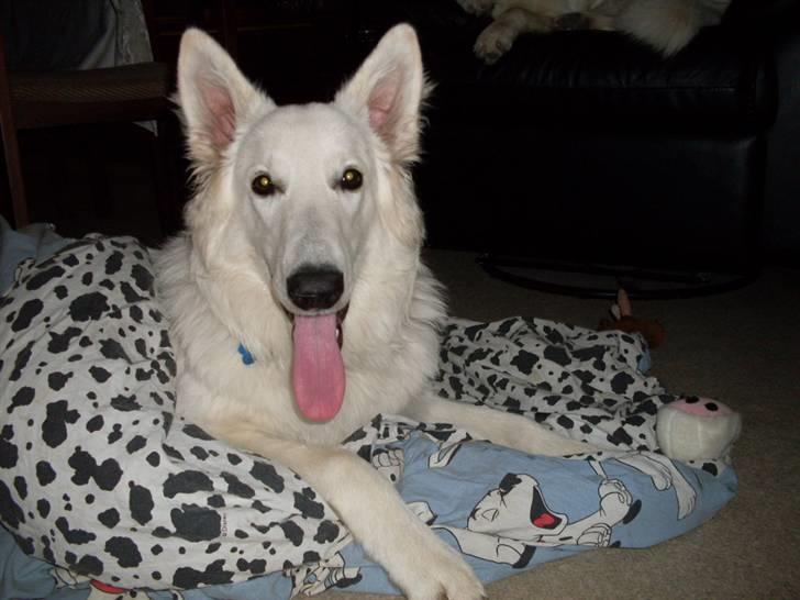 Hvid schæfer Silver billede 18