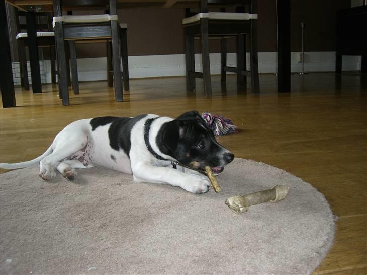 Dansk svensk gaardhund Kalo (Jinan´s Krumme) - Tyggepind og løver i TV, det er herligt billede 19