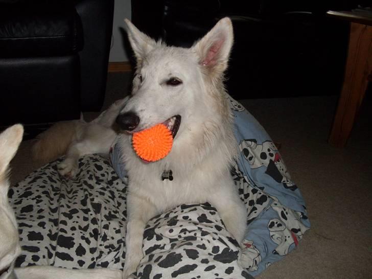 Hvid schæfer Silver billede 19