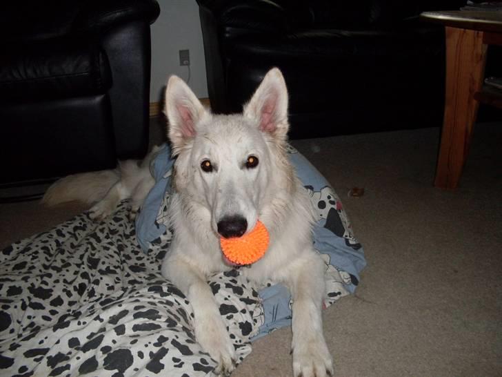 Hvid schæfer Silver billede 20