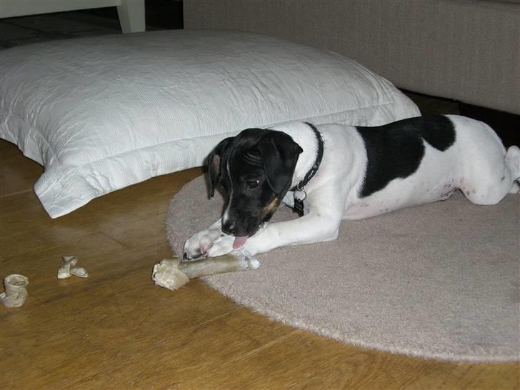 Dansk svensk gaardhund Kalo (Jinan´s Krumme) - Mmmm, dejligt kødben... billede 20