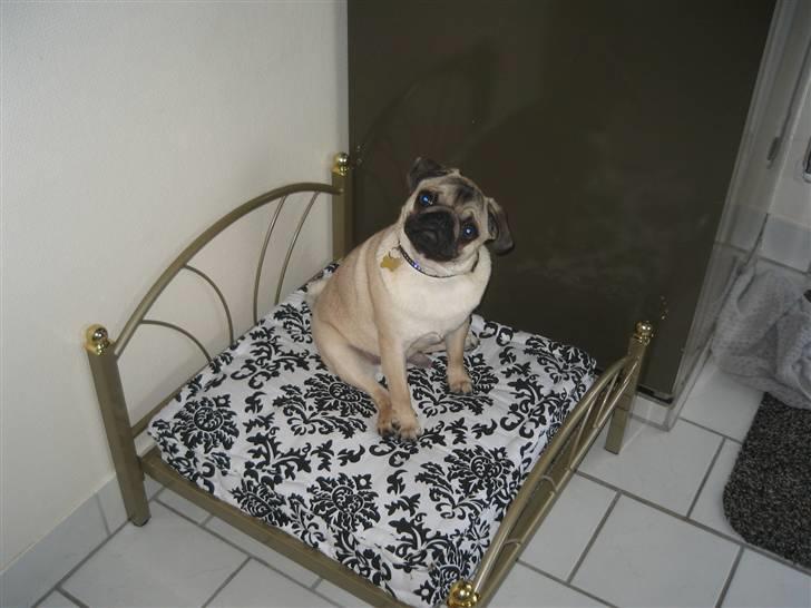 Mops Buster Perry Nielsen billede 12