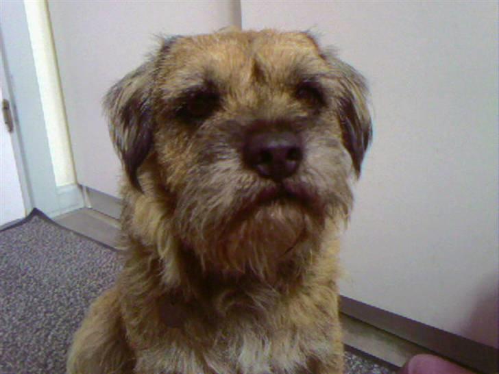 Border terrier Max - Nårrh<3 billede 1