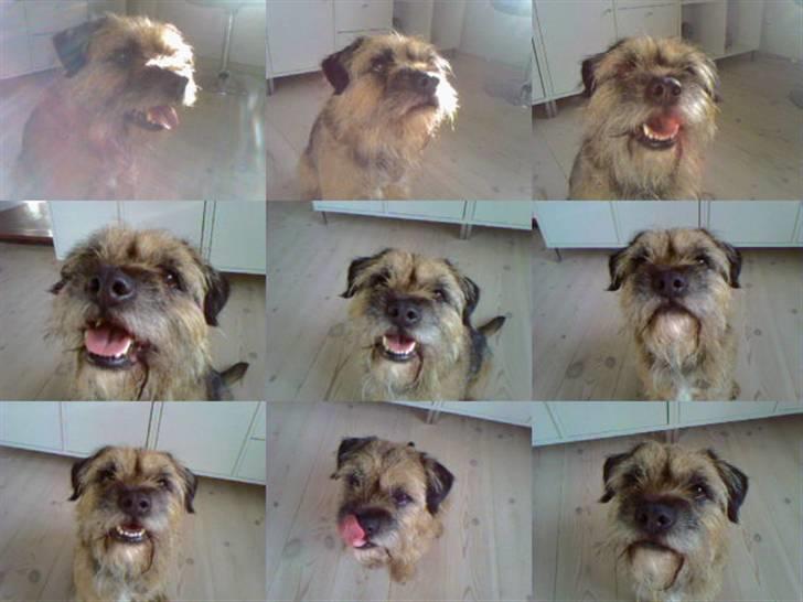 Border terrier Max - Mange billeder af max billede 2