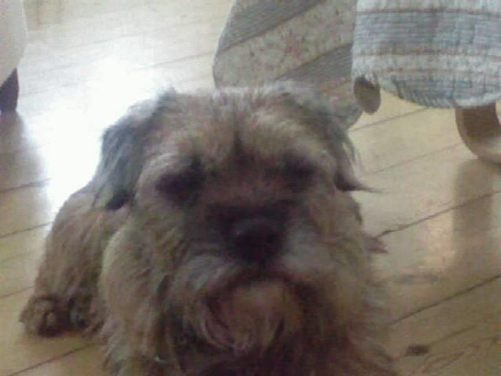 Border terrier Max - Halløj billede 3