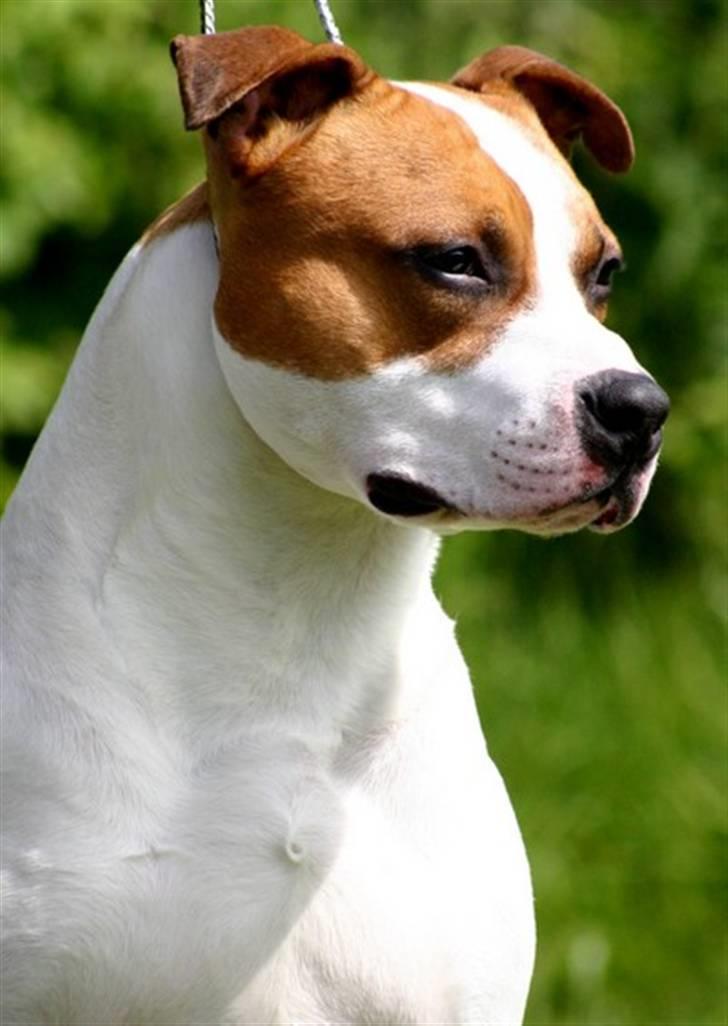 Amerikansk staffordshire terrier Zican´s Icon aka Biffan - Bøtten :-) billede 1
