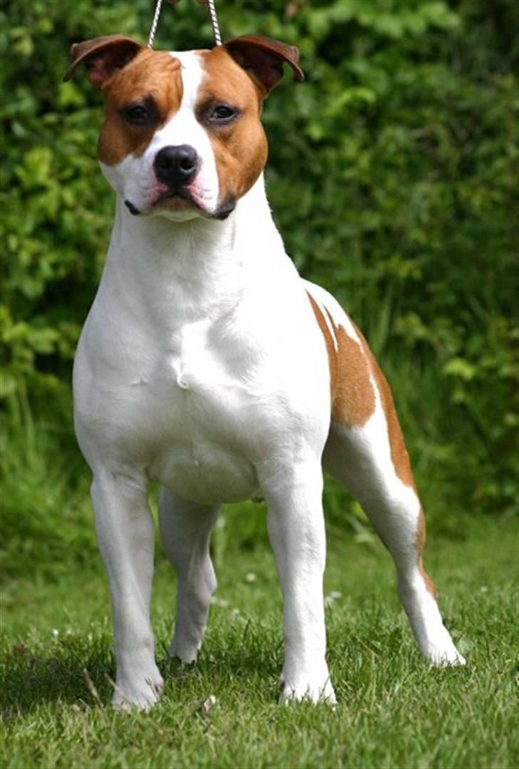 Amerikansk staffordshire terrier Zican´s Icon aka Biffan - Biffan billede 2